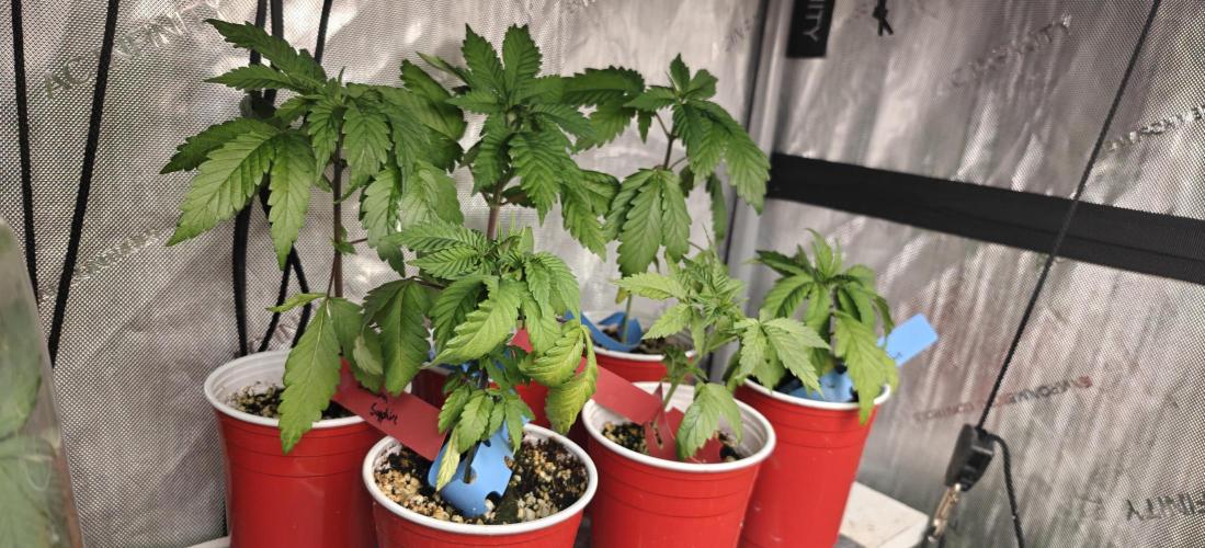 Banana Sapphire - Humboldt Seeds Org. Week 4