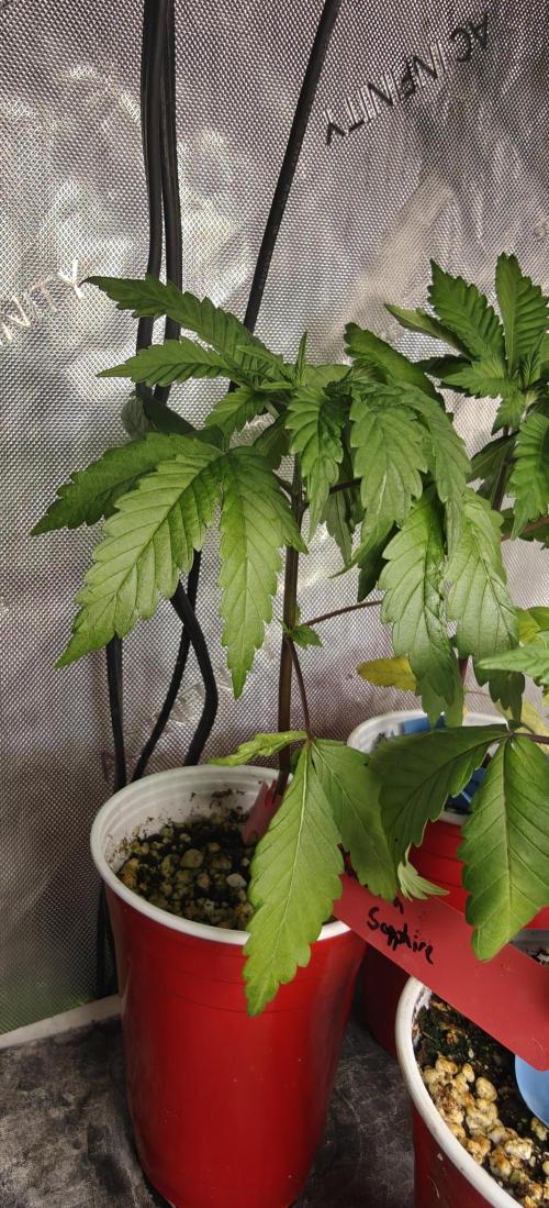 Banana Sapphire - Humboldt Seeds Org. Week 4