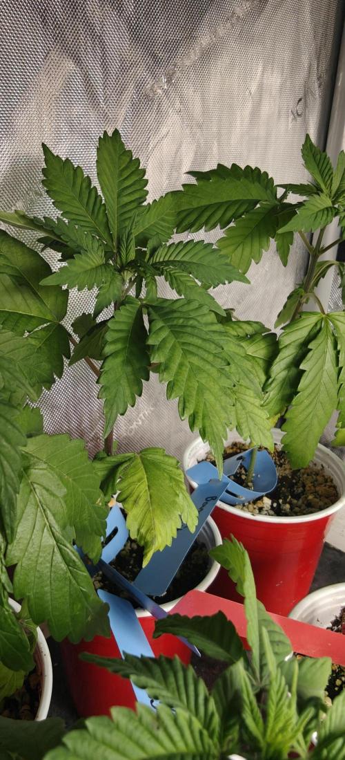 Banana Sapphire - Humboldt Seeds Org. Week 4
