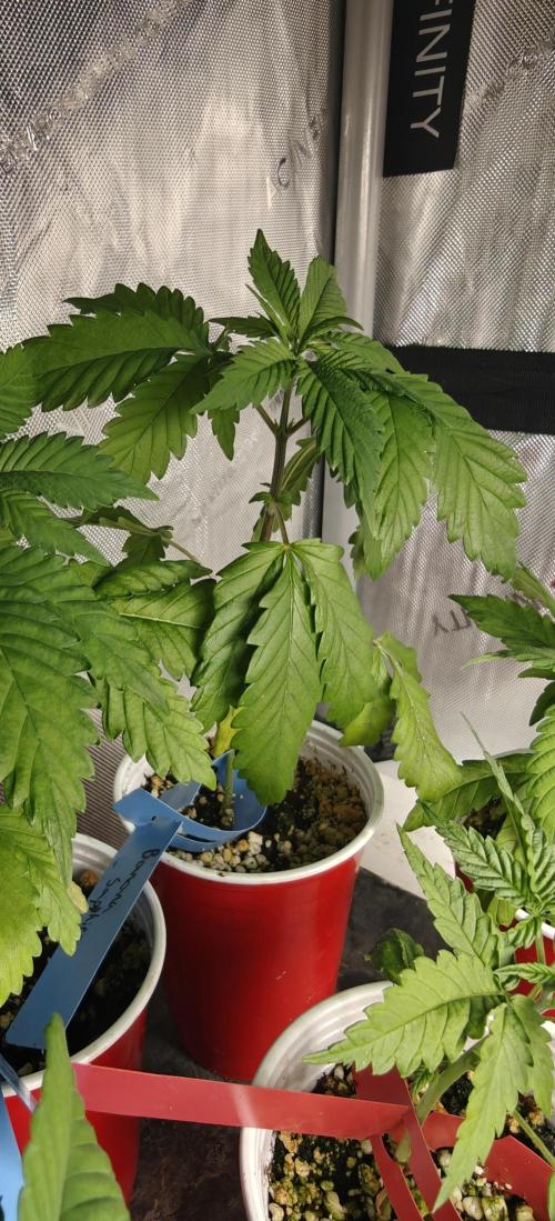 Banana Sapphire - Humboldt Seeds Org. Week 4