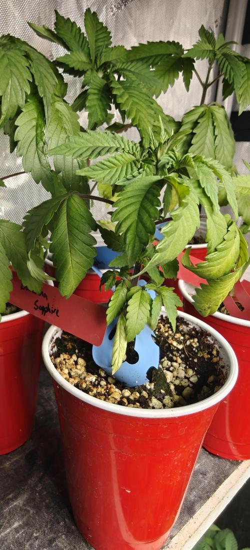Banana Sapphire - Humboldt Seeds Org. Week 4