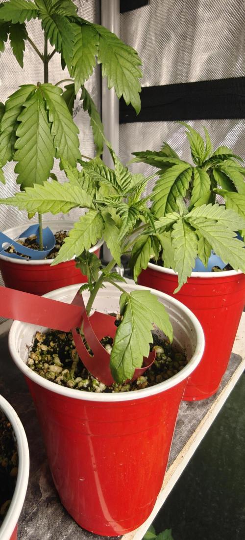 Banana Sapphire - Humboldt Seeds Org. Week 4