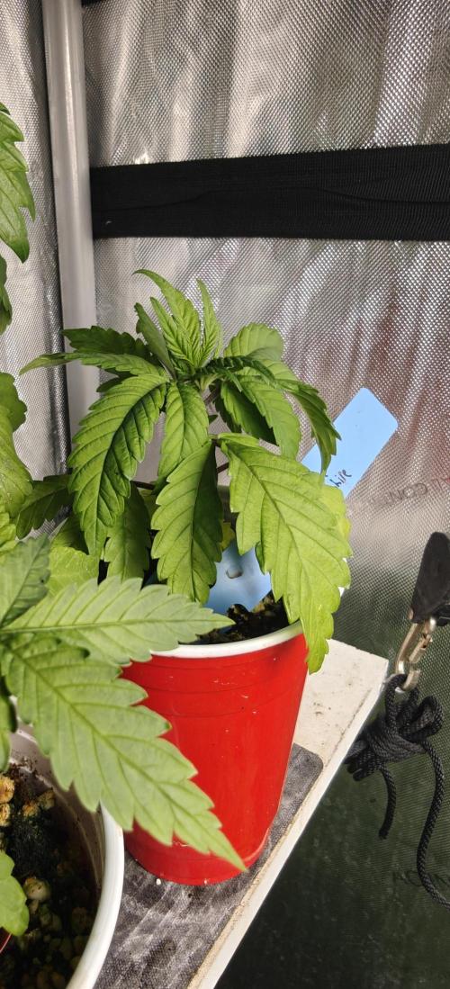 Banana Sapphire - Humboldt Seeds Org. Week 4