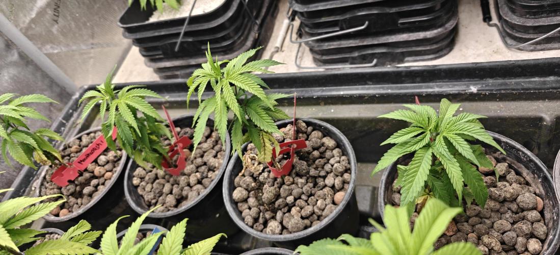 Mouth Wash Seed grow from Humboldt Seeds. Week 6