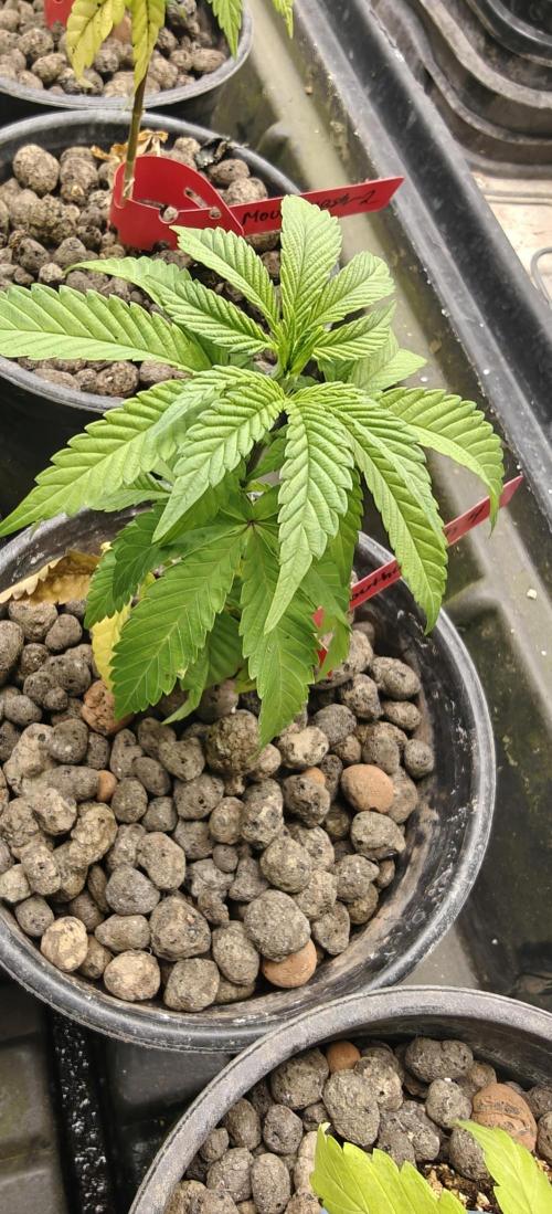 Mouth Wash Seed grow from Humboldt Seeds. Week 6