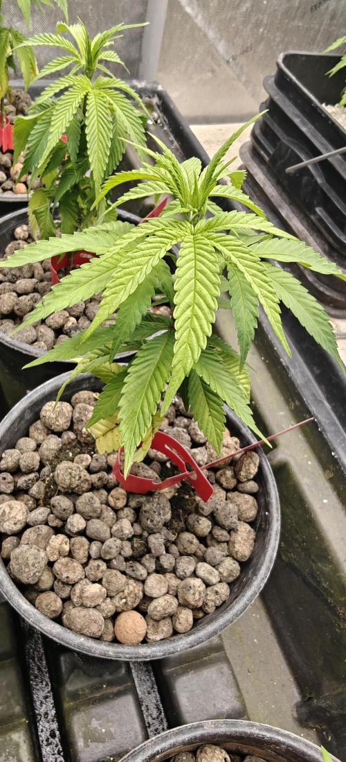 Mouth Wash Seed grow from Humboldt Seeds. Week 6