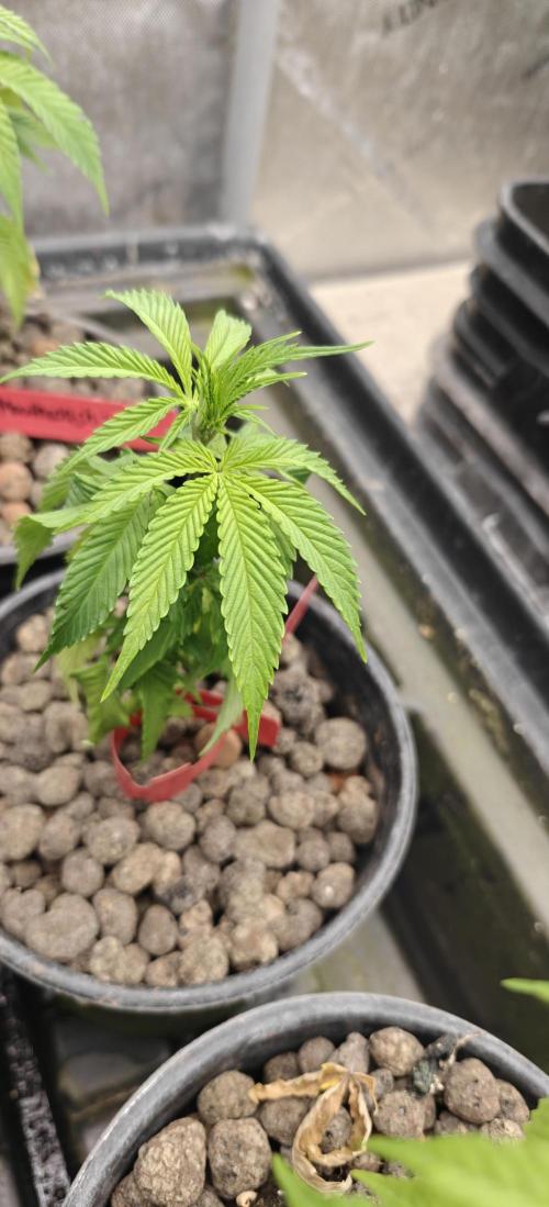 Mouth Wash Seed grow from Humboldt Seeds. Week 6