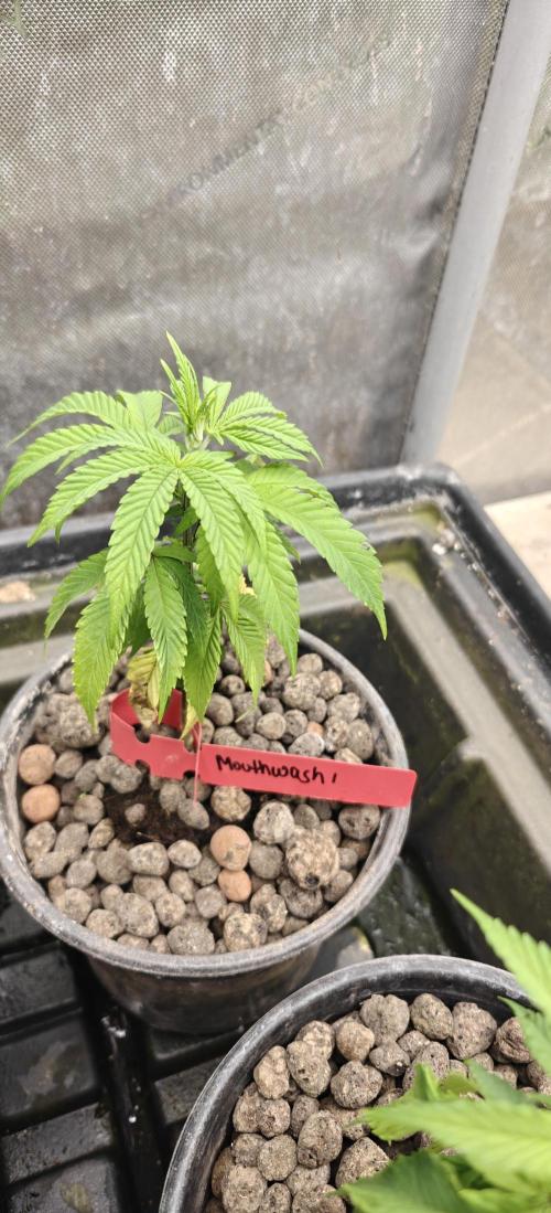 Mouth Wash Seed grow from Humboldt Seeds. Week 6