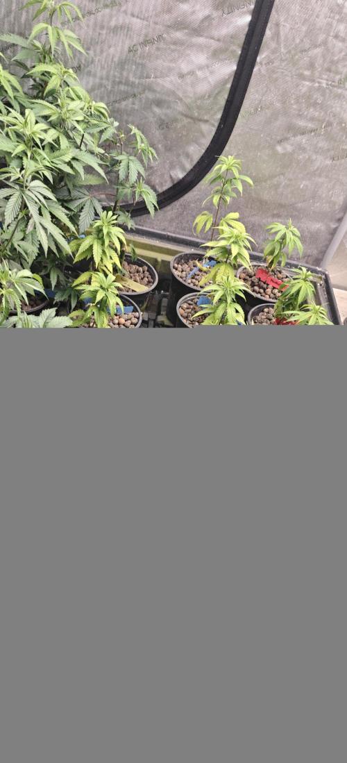 Where's My Bike V2 - Karma Genetics. Week 5