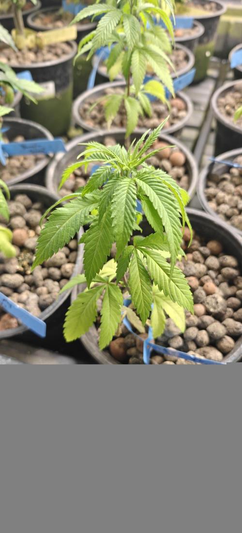 Where's My Bike V2 - Karma Genetics. Week 5