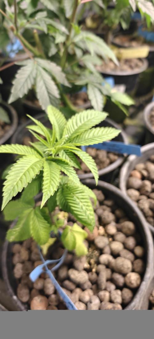 Where's My Bike V2 - Karma Genetics. Week 5