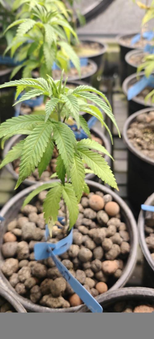 Where's My Bike V2 - Karma Genetics. Week 5