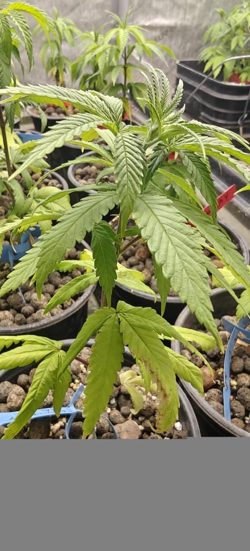 Where's My Bike V2 - Karma Genetics. Week 5