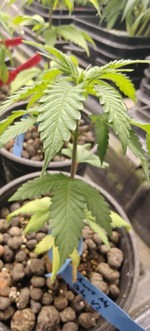 Where's My Bike V2 - Karma Genetics. Week 5