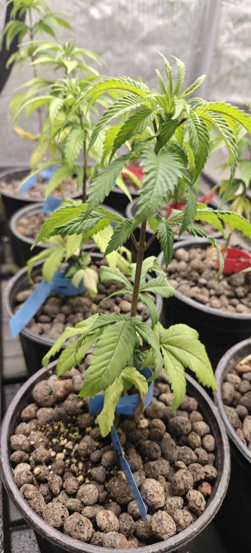 Where's My Bike V2 - Karma Genetics. Week 5