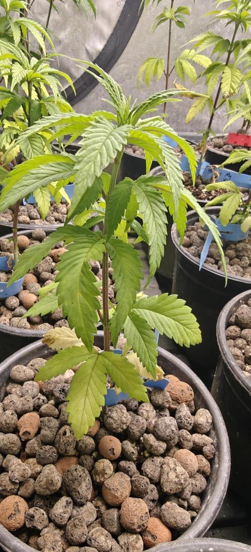 Where's My Bike V2 - Karma Genetics. Week 5
