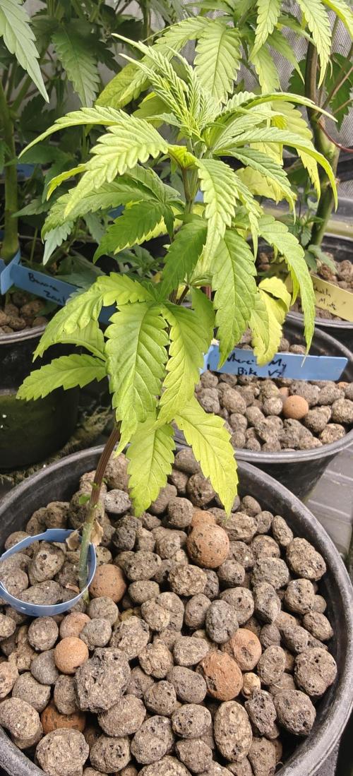 Where's My Bike V2 - Karma Genetics. Week 5