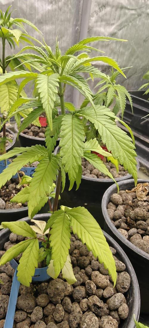 Where's My Bike V2 - Karma Genetics. Week 5