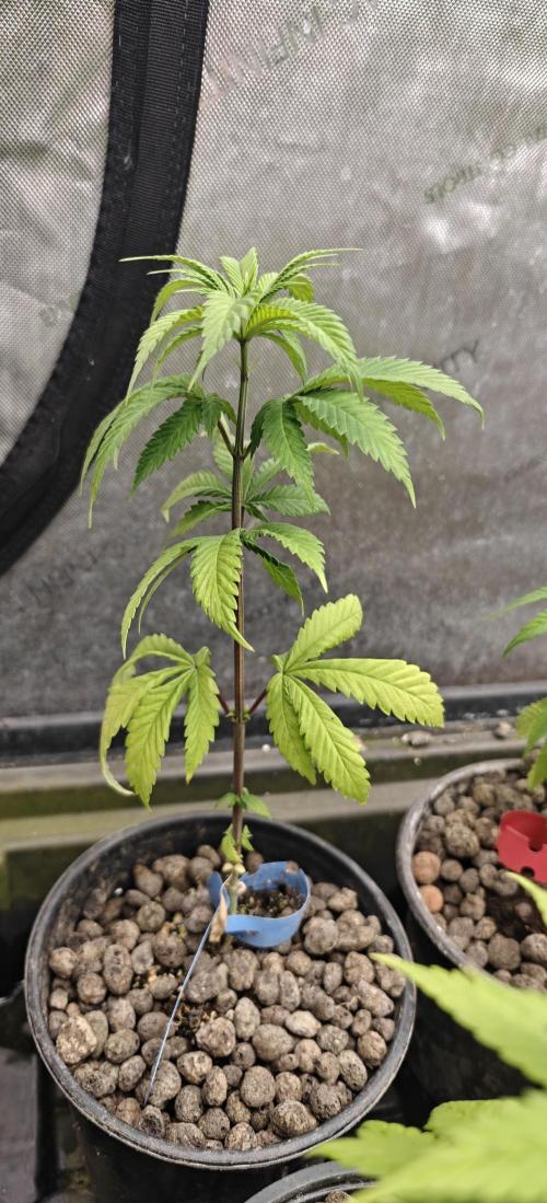 Where's My Bike V2 - Karma Genetics. Week 5