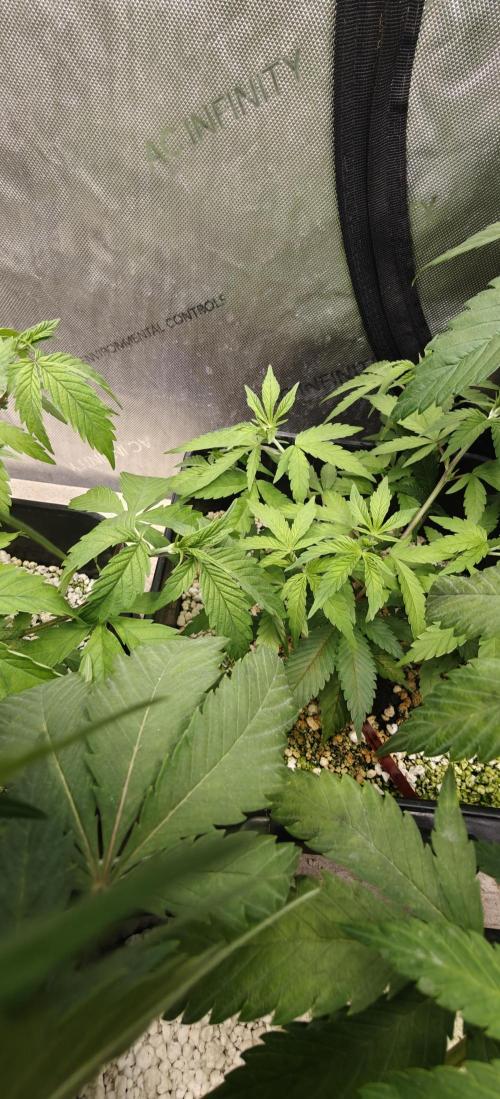 Exodus Cheese Seed Grow Out. Week 6