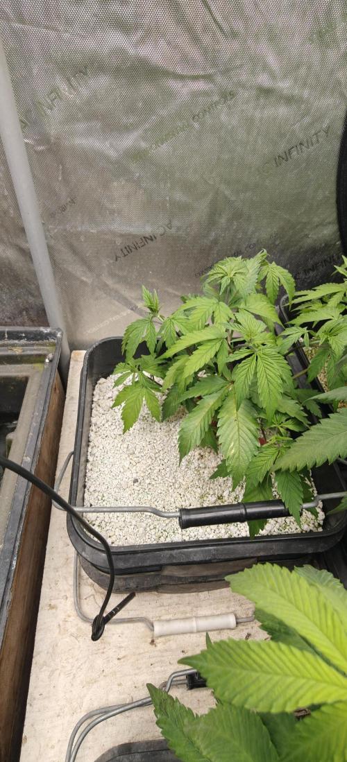 Exodus Cheese. Week 6