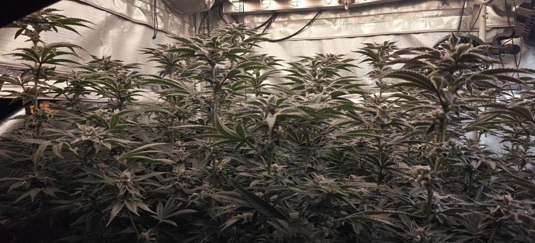 Tiger Cake Clone. Week 8