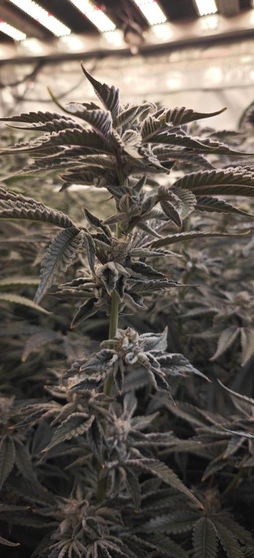 Tiger Cake Clone. Week 8