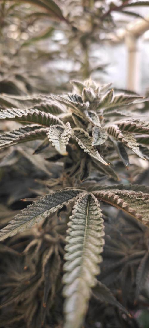 Tiger Cake Clone. Week 8