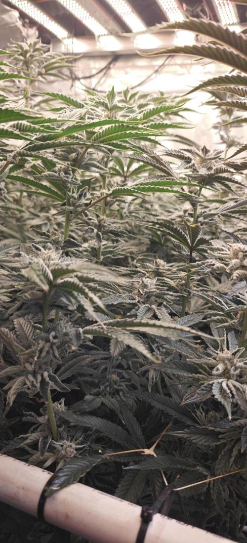 Tiger Cake Clone. Week 8