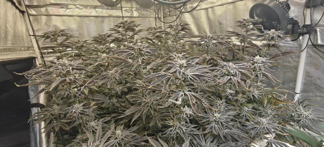 Tiger Cake Clone. Week 8