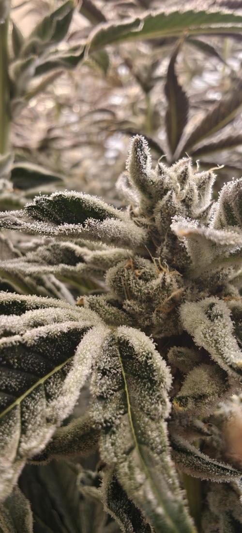 Tiger Cake Clone. Week 8