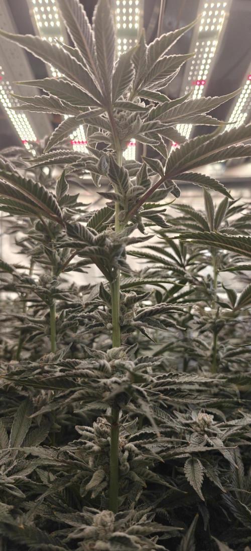 Gorilla Grow Tent 4’x4’. Week 8