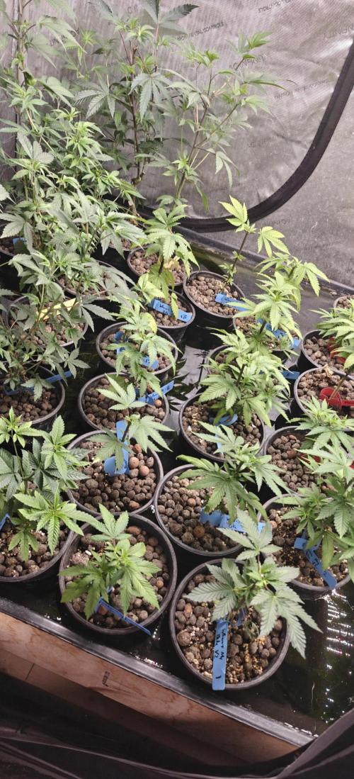 Where's My Bike V2 - Karma Genetics. Week 6