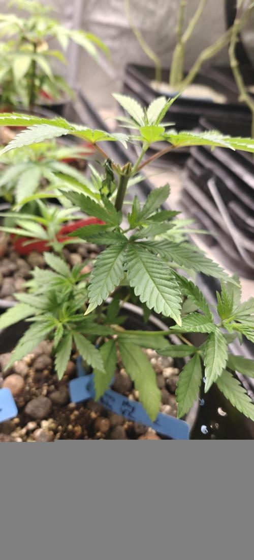 Where's My Bike V2 - Karma Genetics. Week 6