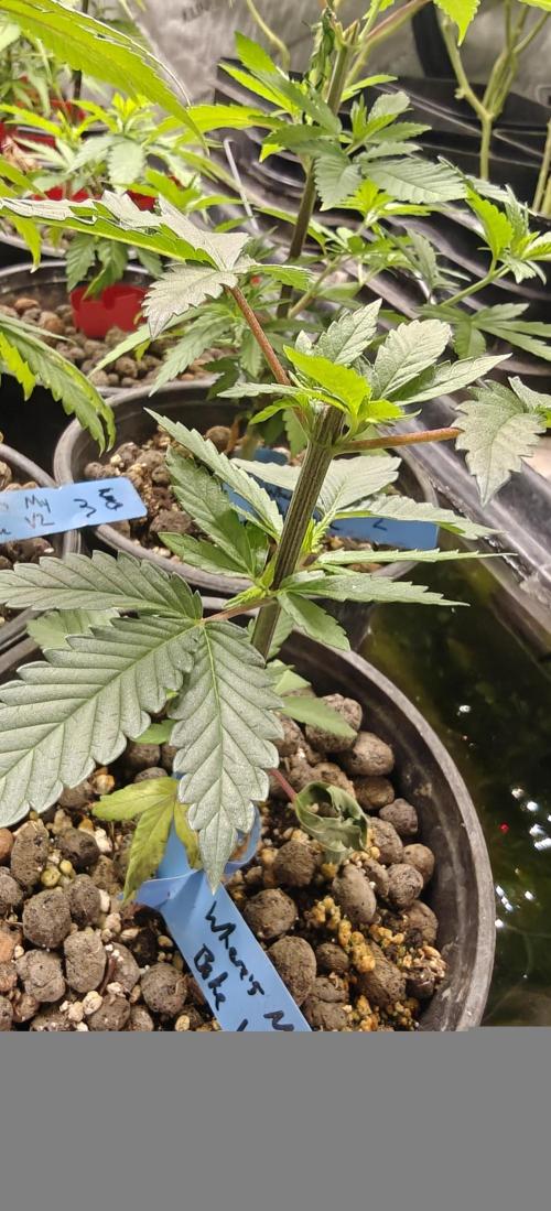 Where's My Bike V2 - Karma Genetics. Week 6