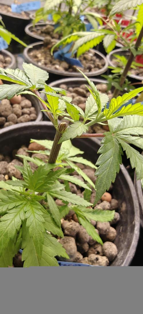 Where's My Bike V2 - Karma Genetics. Week 6