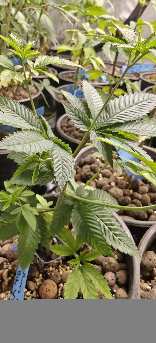 Where's My Bike V2 - Karma Genetics. Week 6