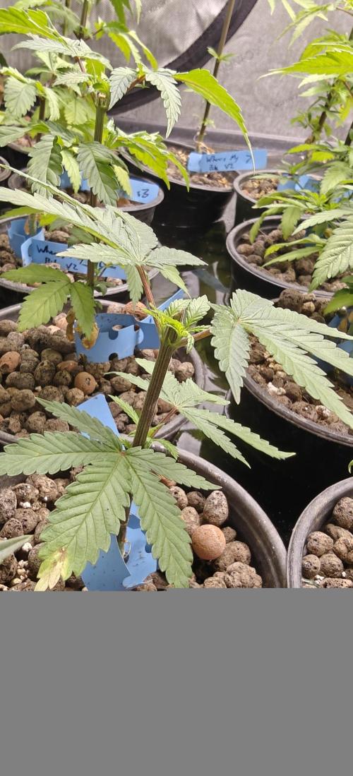 Where's My Bike V2 - Karma Genetics. Week 6