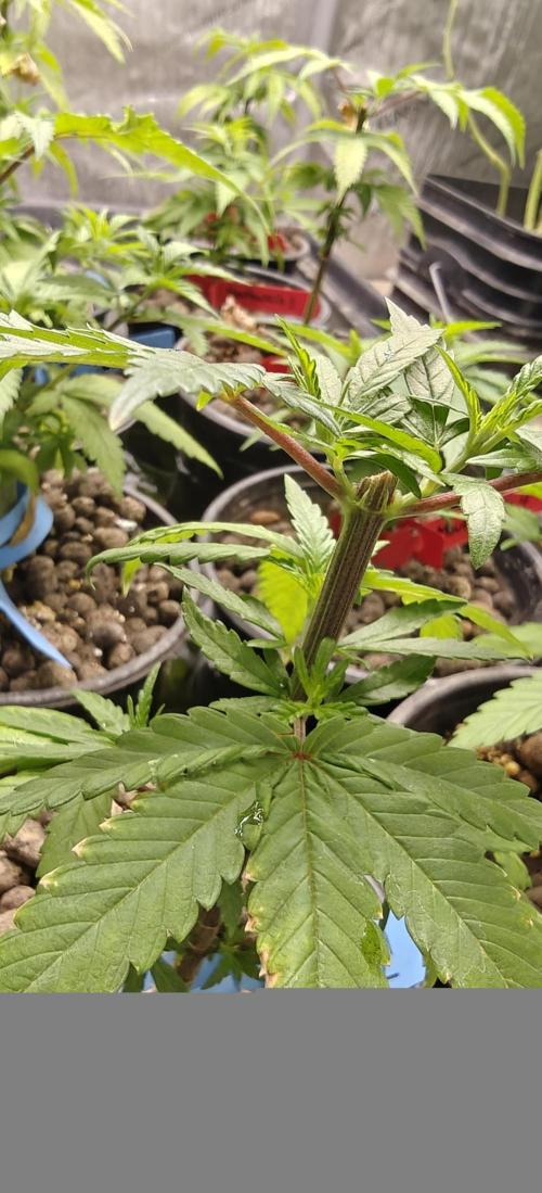 Where's My Bike V2 - Karma Genetics. Week 6