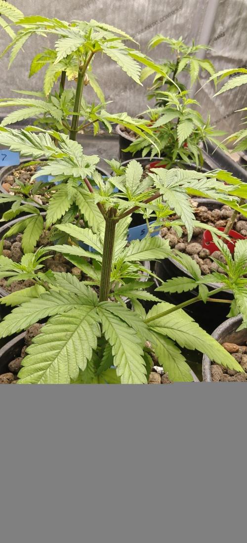 Where's My Bike V2 - Karma Genetics. Week 6