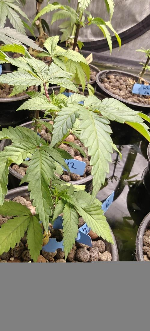 Where's My Bike V2 - Karma Genetics. Week 6