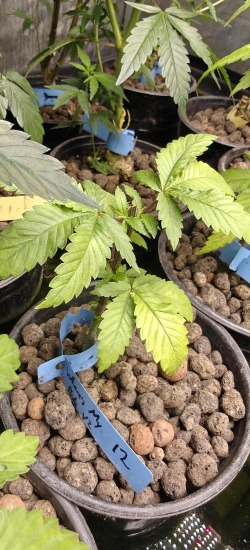 Where's My Bike V2 - Karma Genetics. Week 6