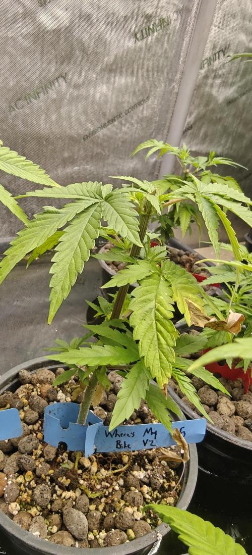 Where's My Bike V2 - Karma Genetics. Week 6