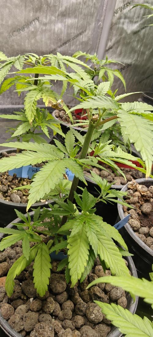 Where's My Bike V2 - Karma Genetics. Week 6
