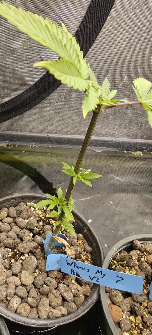 Where's My Bike V2 - Karma Genetics. Week 6