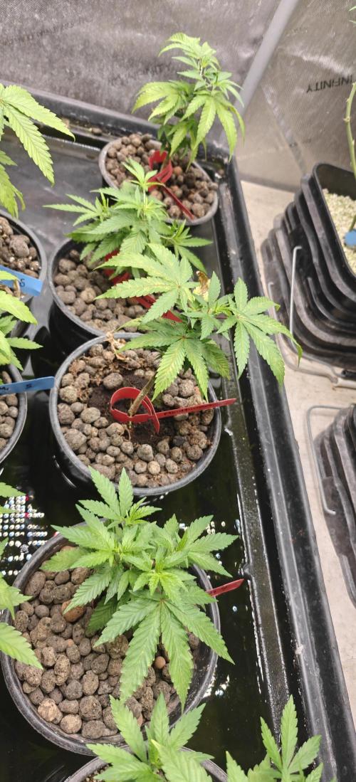 Mouth Wash Seed grow from Humboldt Seeds. Week 7