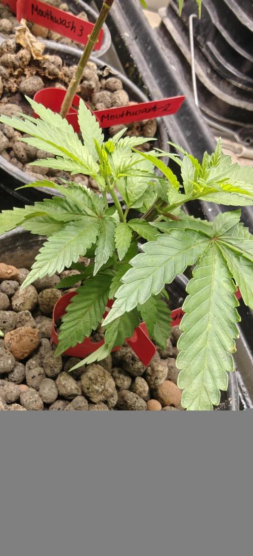 Mouth Wash Seed grow from Humboldt Seeds. Week 7