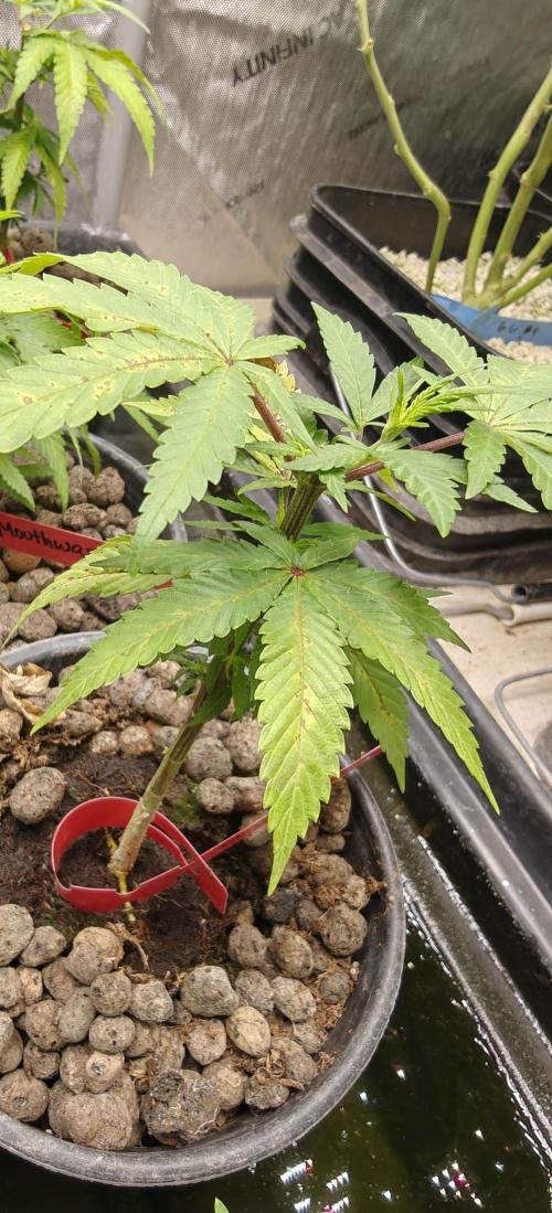 Mouth Wash Seed grow from Humboldt Seeds. Week 7