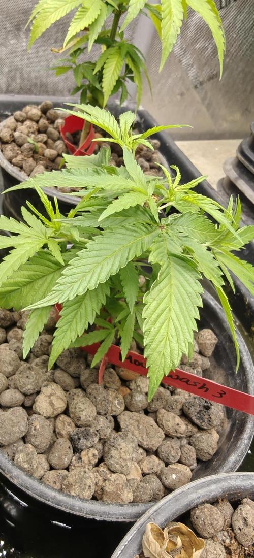 Mouth Wash Seed grow from Humboldt Seeds. Week 7