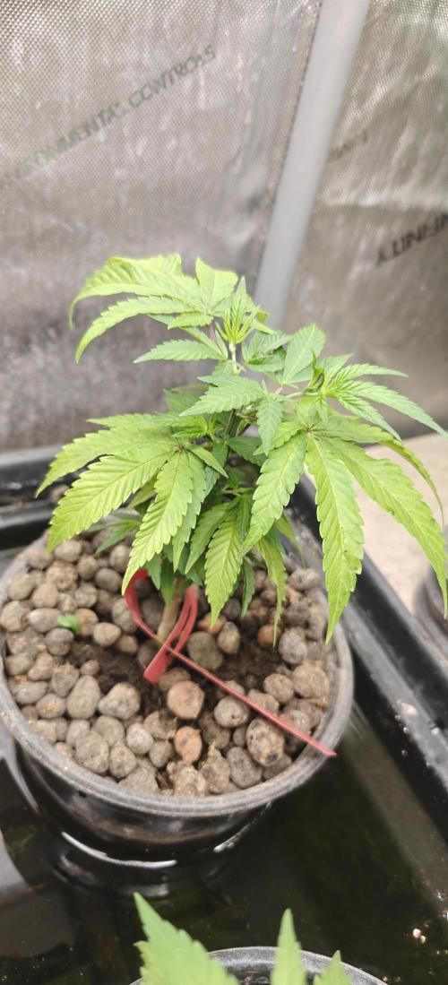 Mouth Wash Seed grow from Humboldt Seeds. Week 7